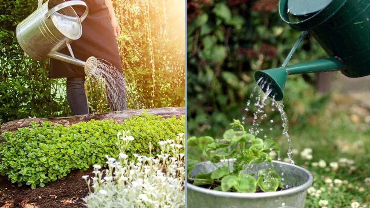 Watering Tips During Hot Summer Months