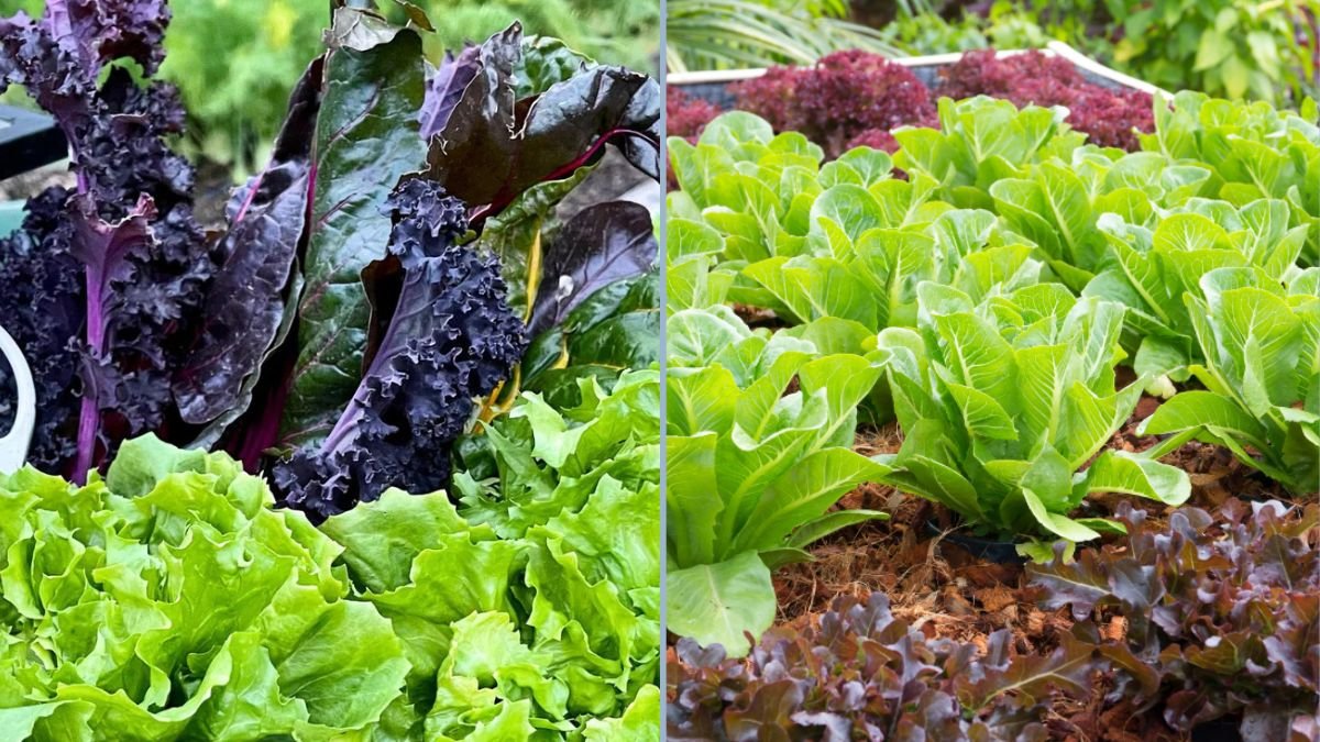 Seasonal Vegetables to Plant Each Month