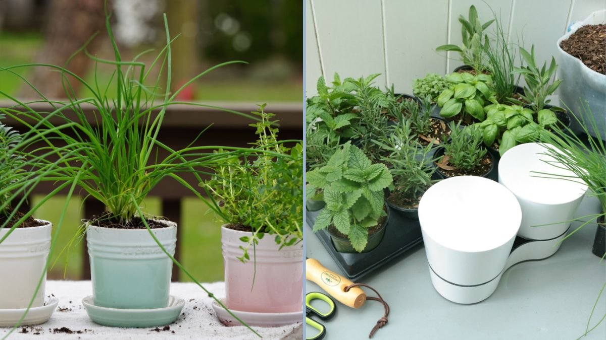 Starting a Fall Herb Garden Indoors