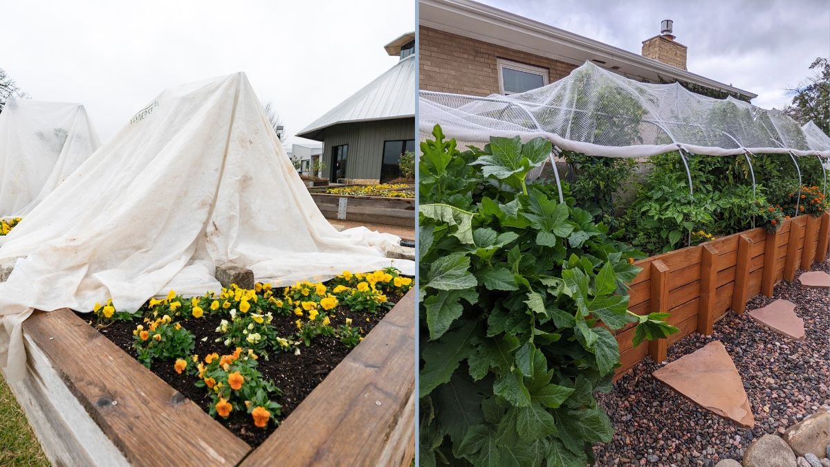 Protecting Vegetables From Heavy Rain Damage