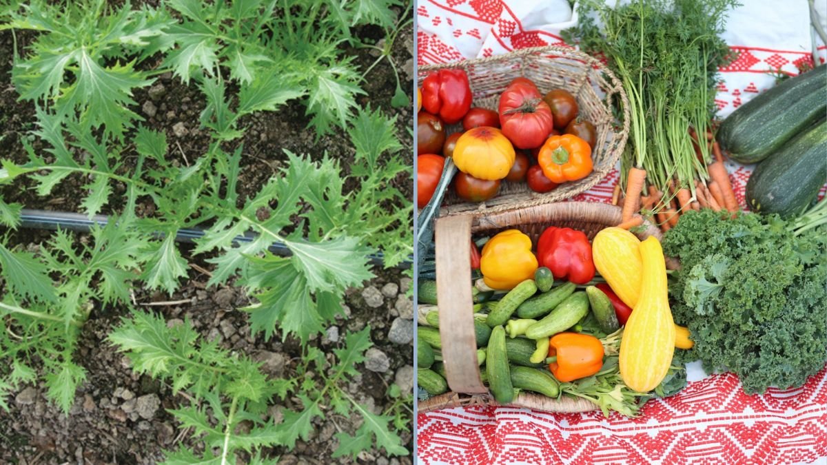 Summer Salad Greens That Grow Fast