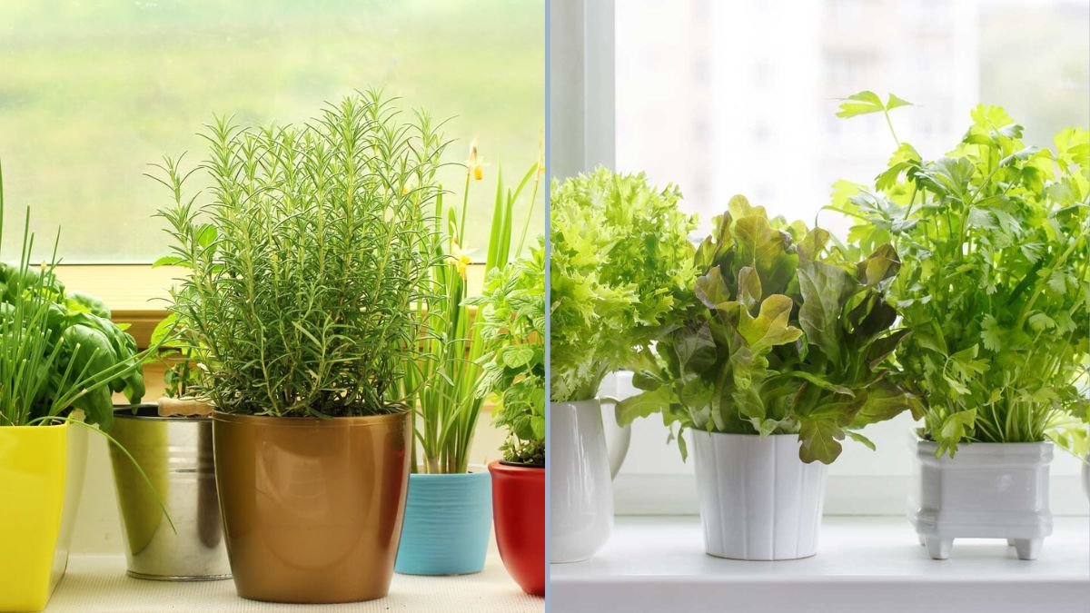Indoor Gardening for Winter Freshness