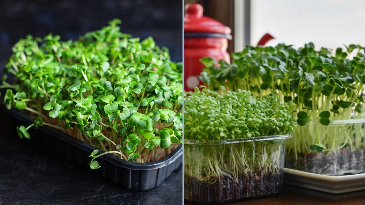 Seasonal Microgreens to Grow Year-Round