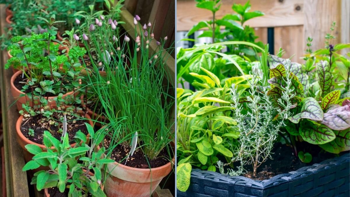 Easy Summer Herbs for Containers
