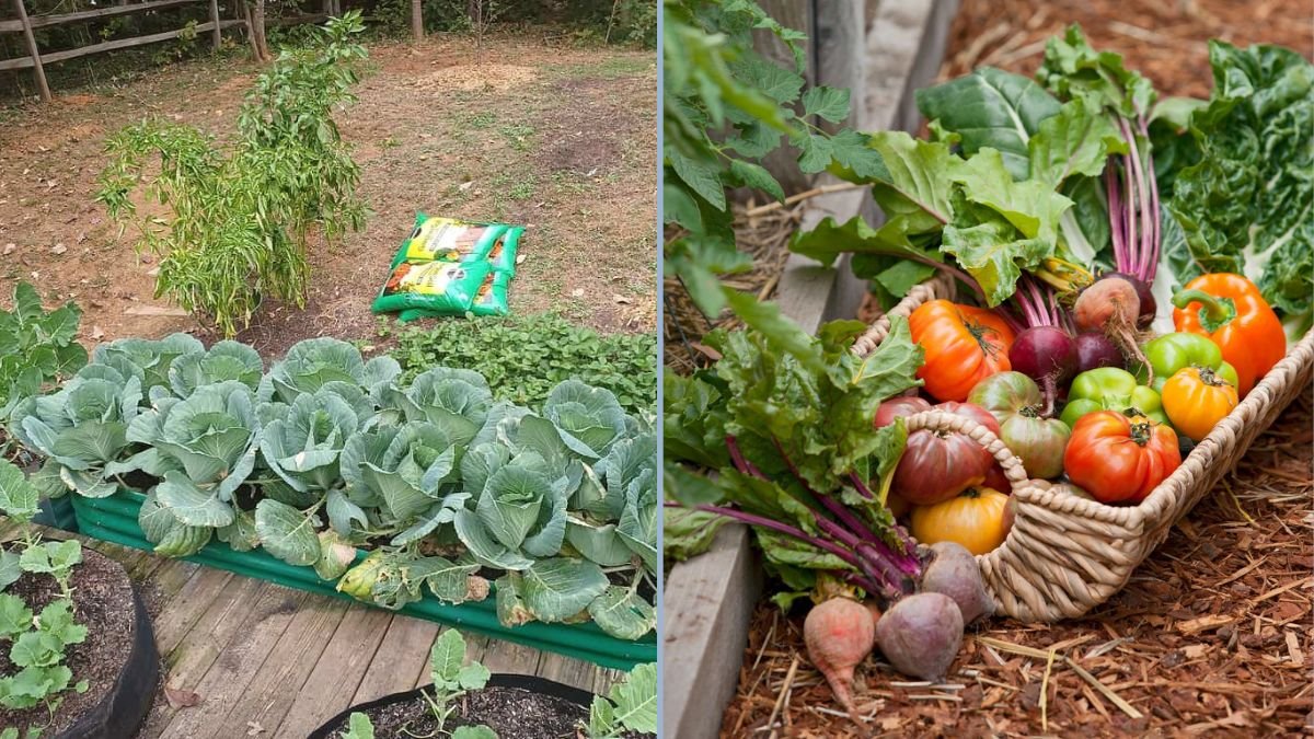 How to Extend Fall Harvest With Containers