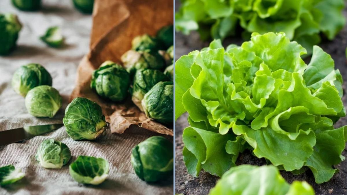 Winter-Friendly Vegetable Varieties