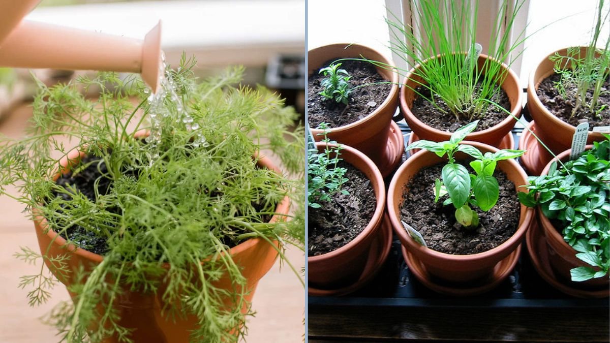 Herb Blends You Can Grow Indoors