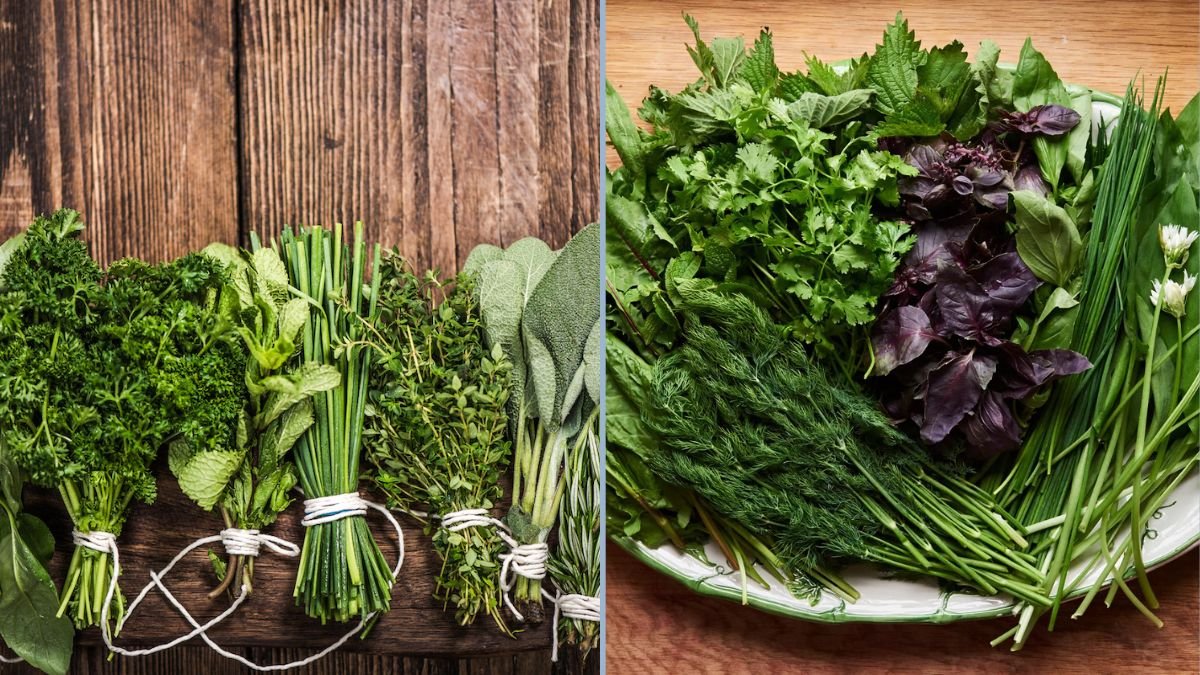 Using Fresh Sage in Everyday Meals