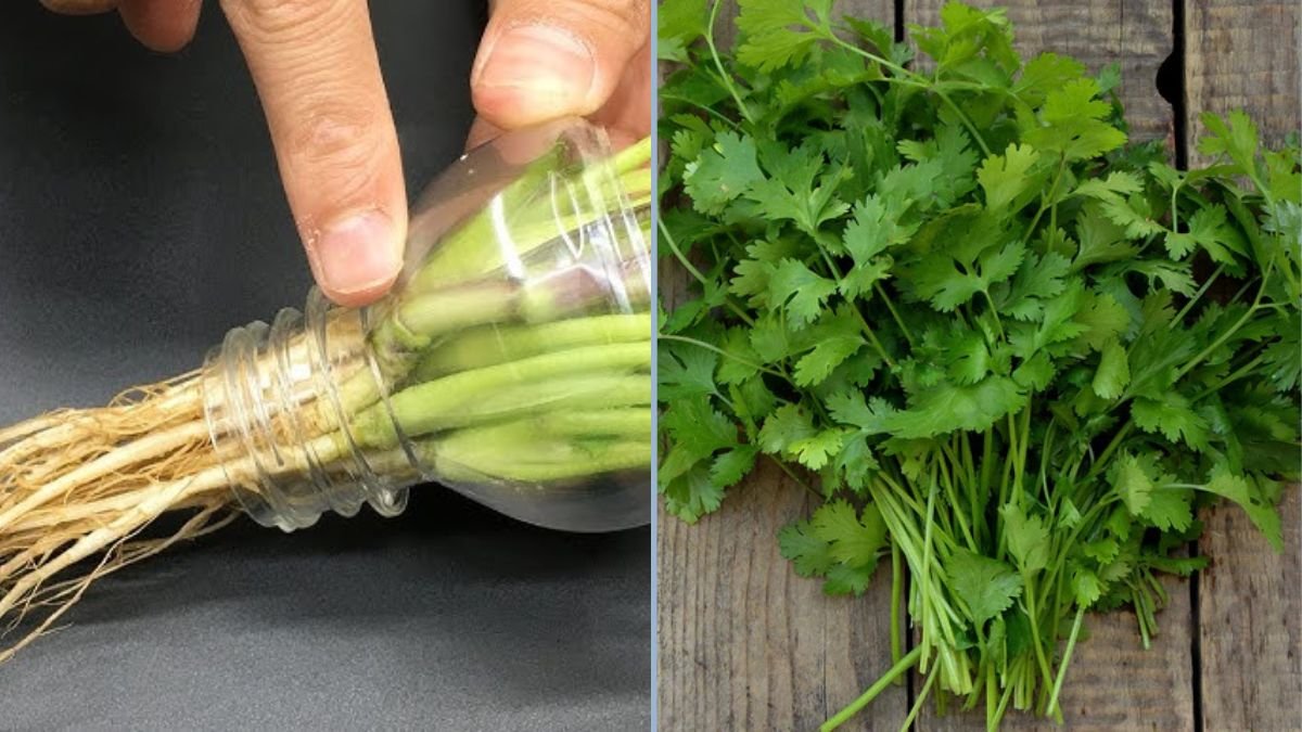 Grow Cilantro Like a Pro: Year-Round Fresh Herbs Without Breaking the Bank