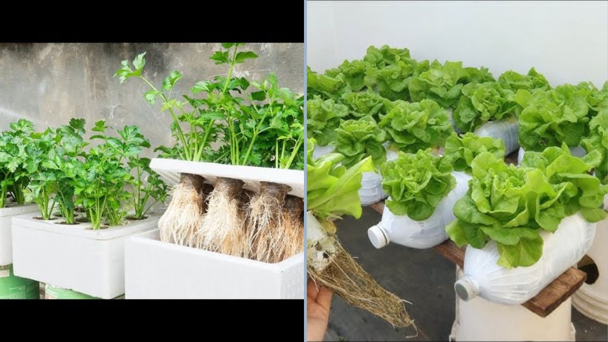 Grow Healthy, Vibrant Celery at Home Using Just a Few Small Plastic Bottles