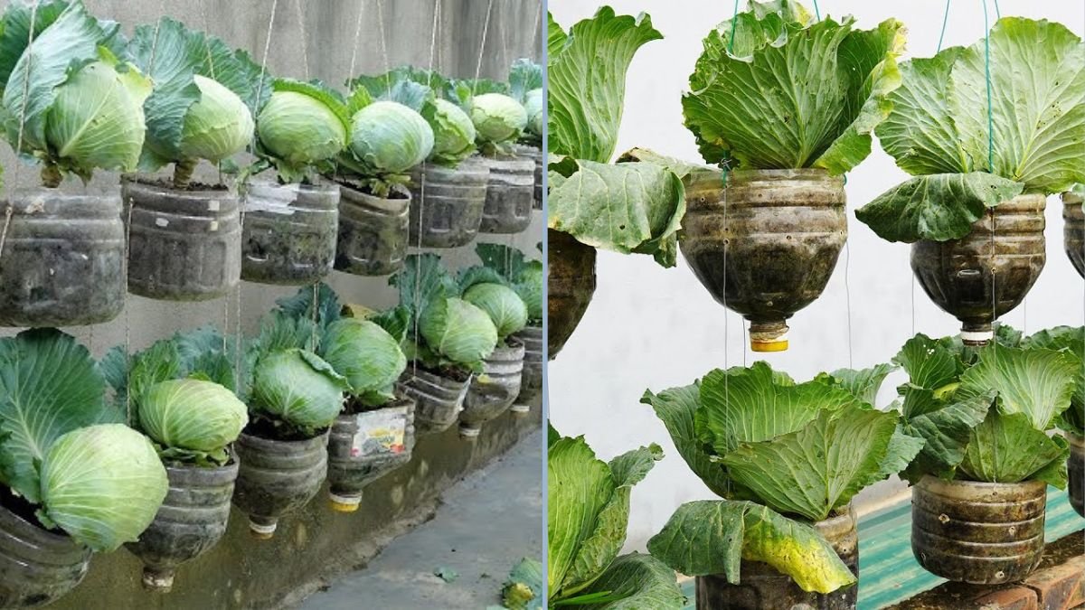 Grow Hydroponic Cabbage at Home Using Recycled Plastic Bottles: A Step-by-Step Guide