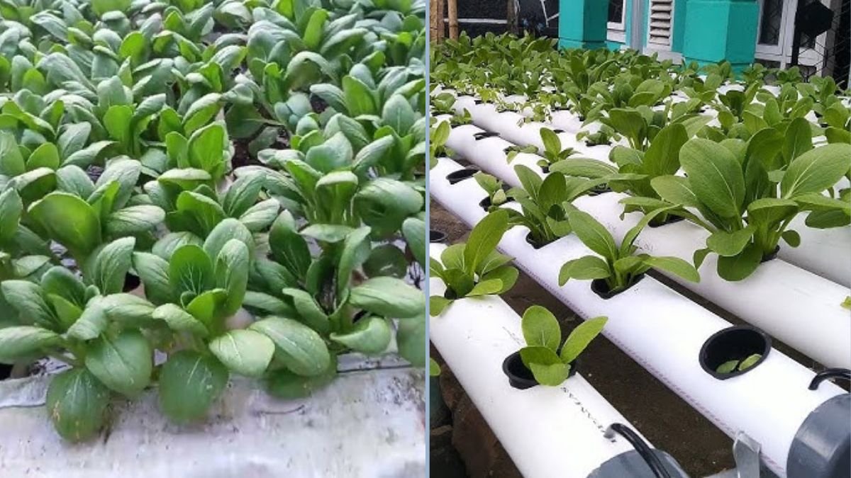 Tetap Segar di Tengah Hujan: Cara Menanam Pakcoy Hidroponik Tanpa Atap