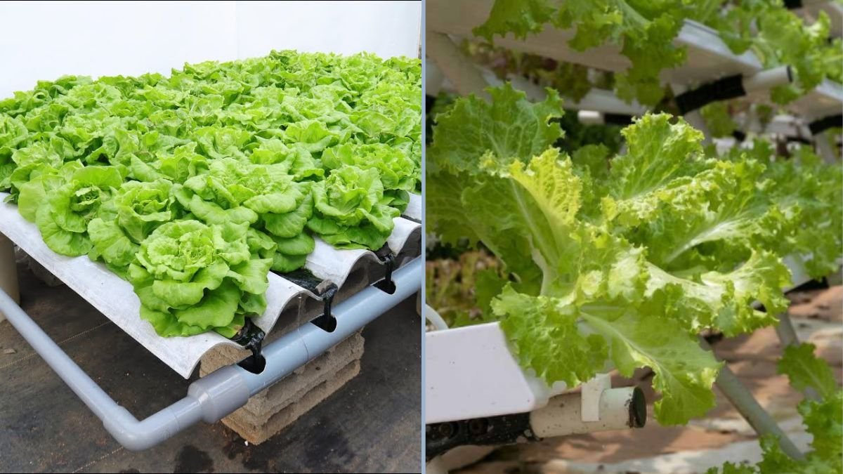 No Watering, No Soil: Revolutionary Way to Grow Vegetables on Corrugated Iron Roofs