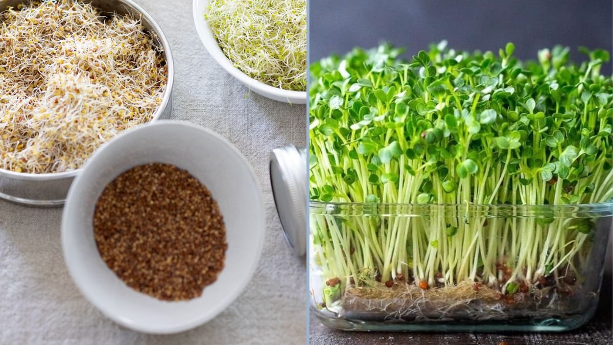 The Most Reliable Way to Grow Sprouts at Home with 100% Success