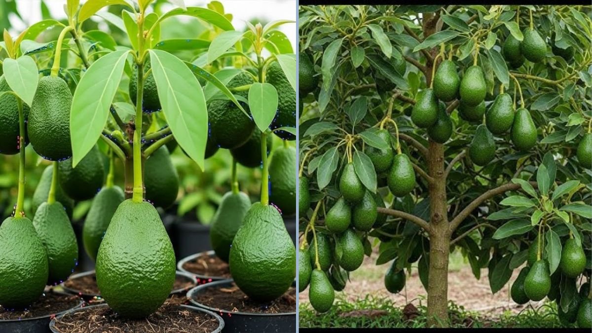 Can You Grow an Avocado Tree Using Just Kitchen Supplies? 2 Simple Tricks for Grafted Plants