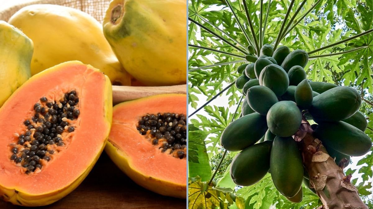 Easy Guide to Growing Papaya in Containers: From Seeds to Harvest