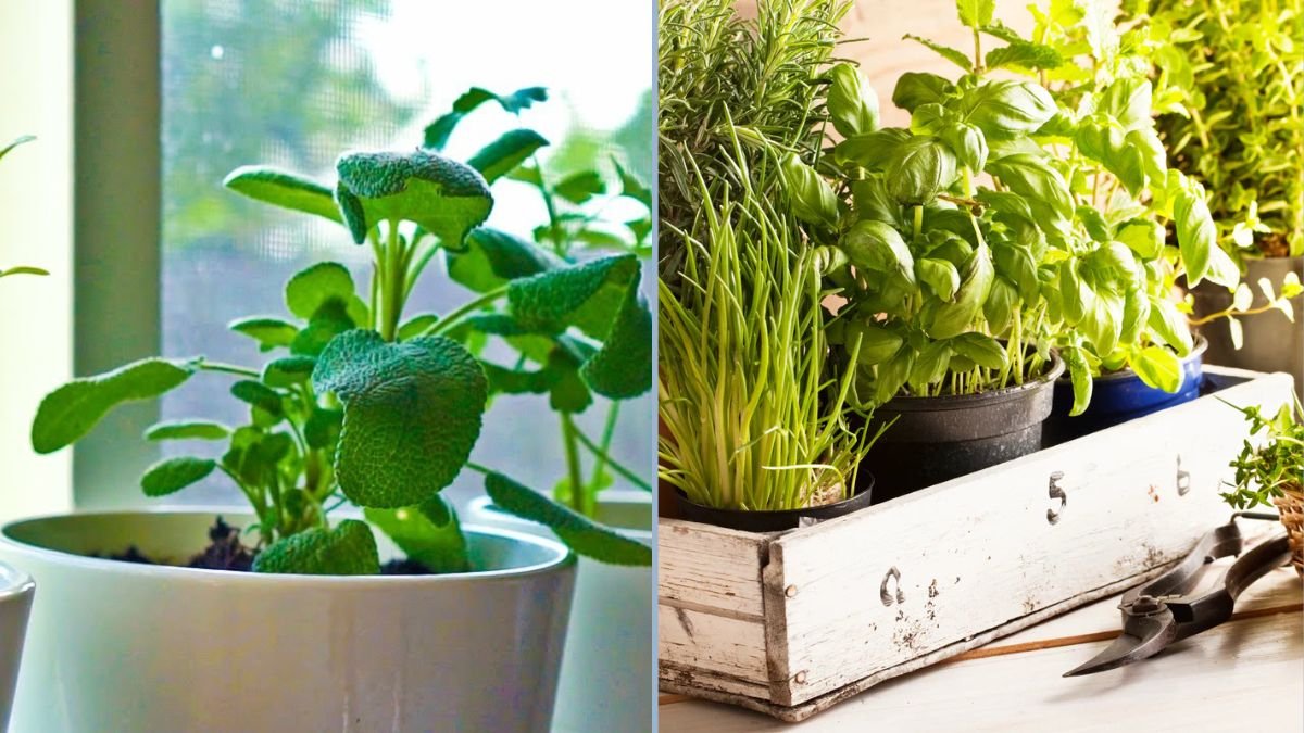 10 Easy-to-Grow Herbs You Can Cultivate Right on Your Kitchen Counter