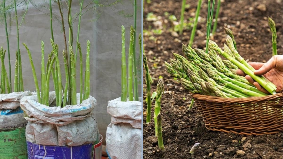 Grow Asparagus Once and Enjoy Fresh Spears All Year Round with This Simple Tip