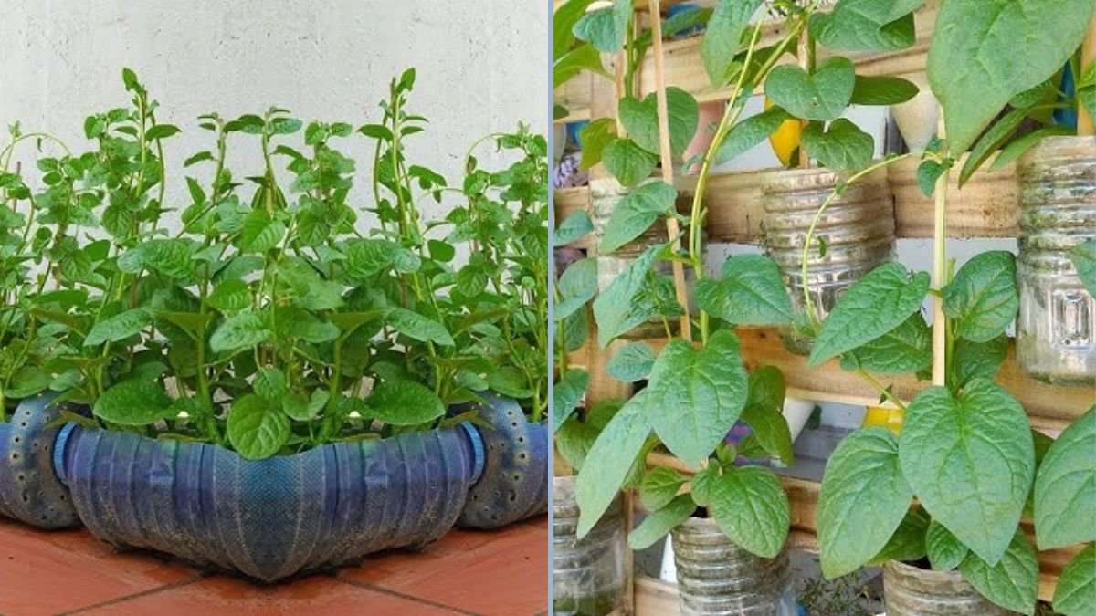 Grow Malabar Spinach This Way and You’ll Never Have to Go Shopping for Vegetables Again