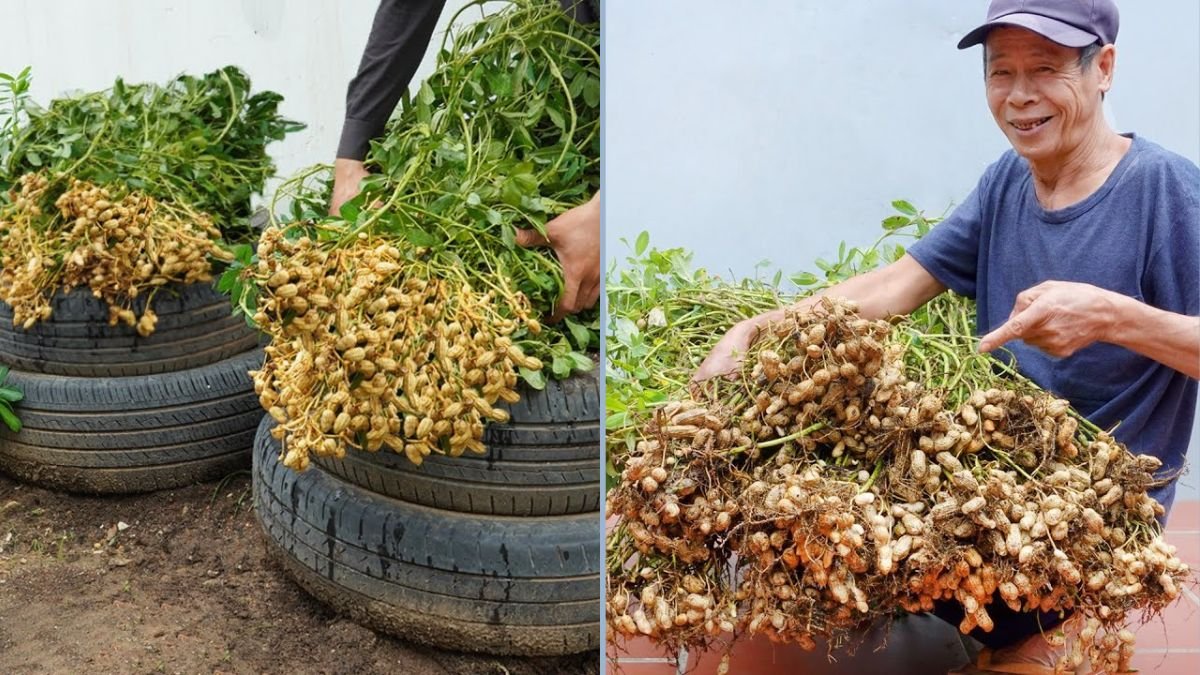 [Home Gardening] New Method: Using Old Tires to Grow Peanuts at Home