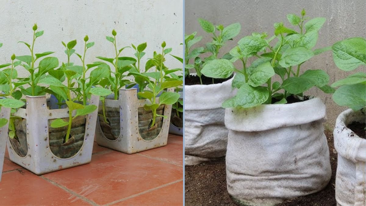 Just Do This One Thing to Make Your Malabar Spinach Grow Surprisingly Fast!
