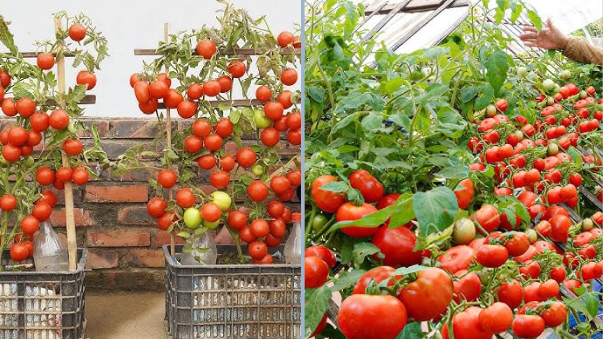 Grow 40 Tomatoes in 1 Basket! Urban Gardening for Maximum Profit and Productivity