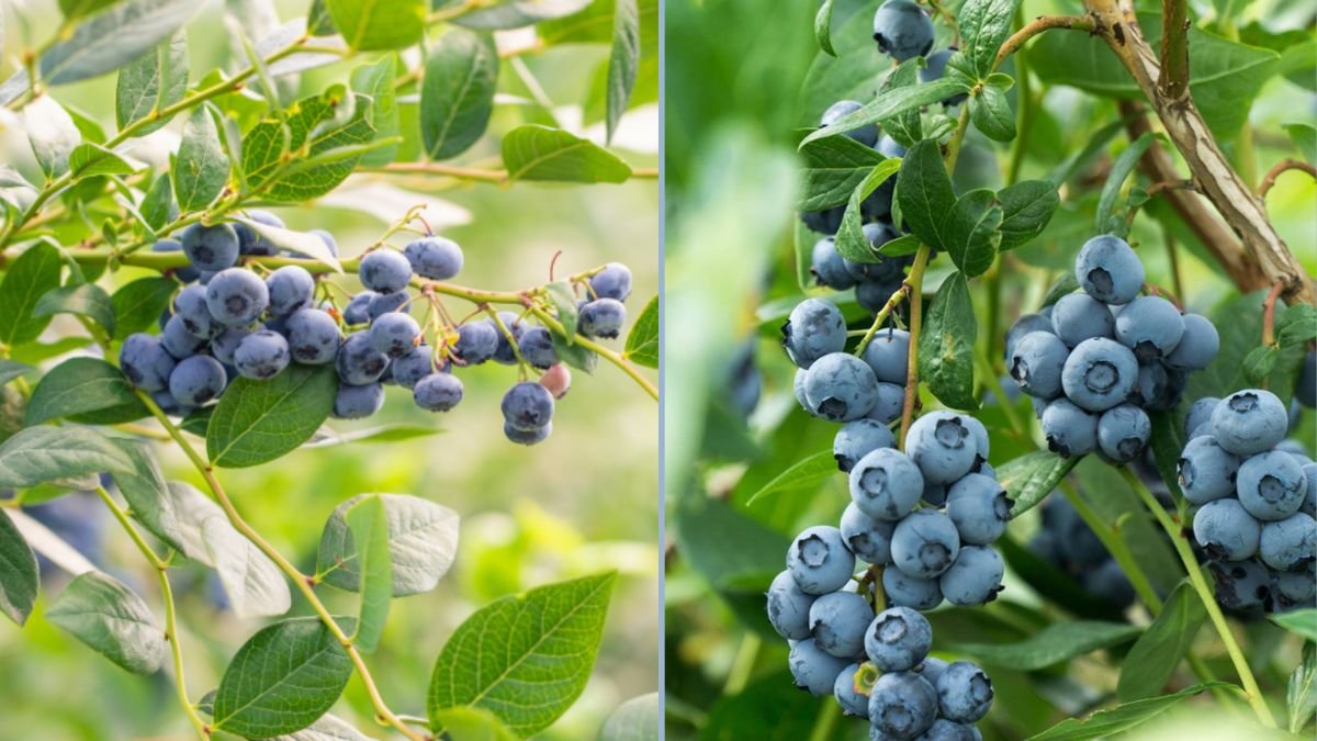 How I Grew 100 Pounds of Blueberries in My Backyard – A Complete Guide to a Bountiful Harvest