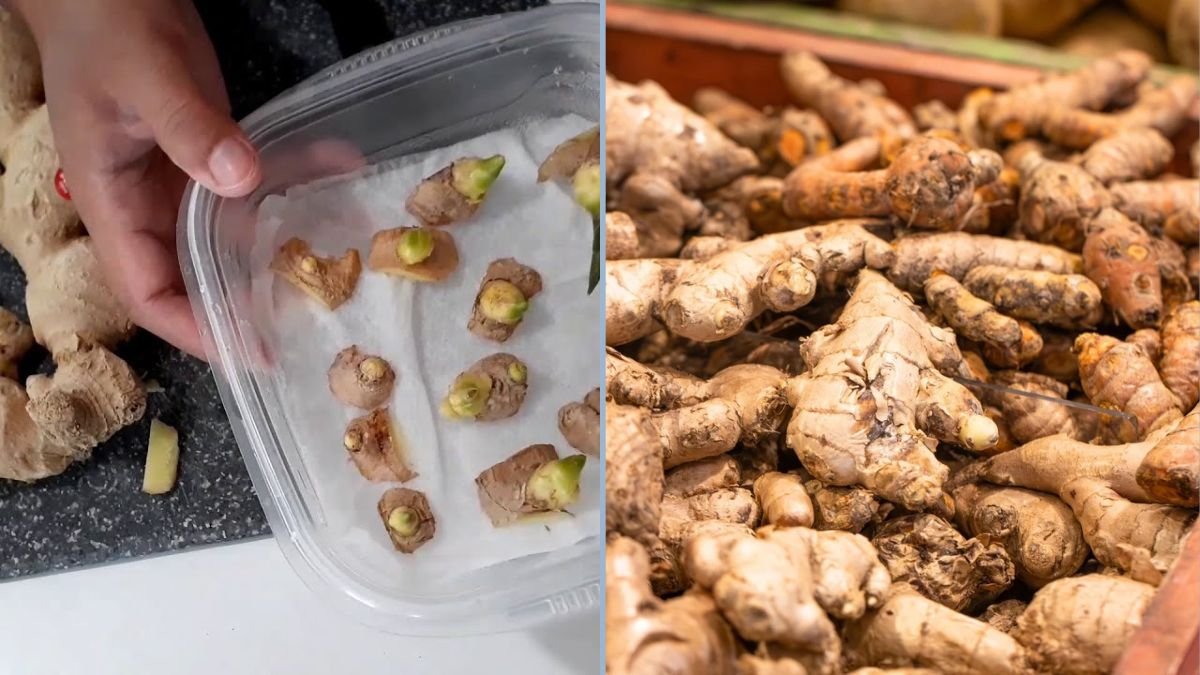 How to Grow Store-Bought Ginger at Home: Quick Rooting Trick for Faster Growth