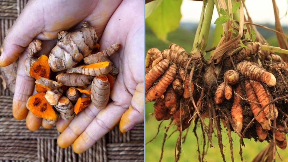 Organic Turmeric Harvesting on Your Terrace Garden: Step-by-Step Guide for Haldi Cultivation