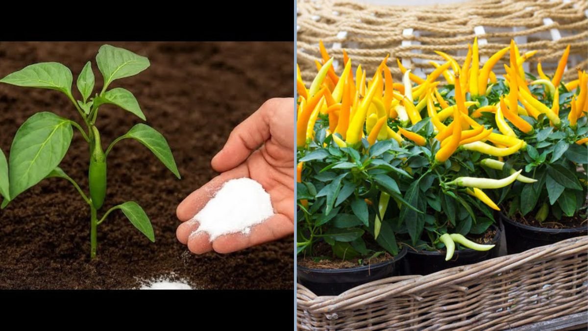 The Secret to Super-Fast Pepper Growth: Just 1 Tablespoon for a Thriving Garden