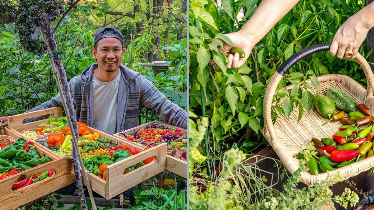 Harvesting 34 Colorful Peppers: Recipes, Tips, and Garden Secrets