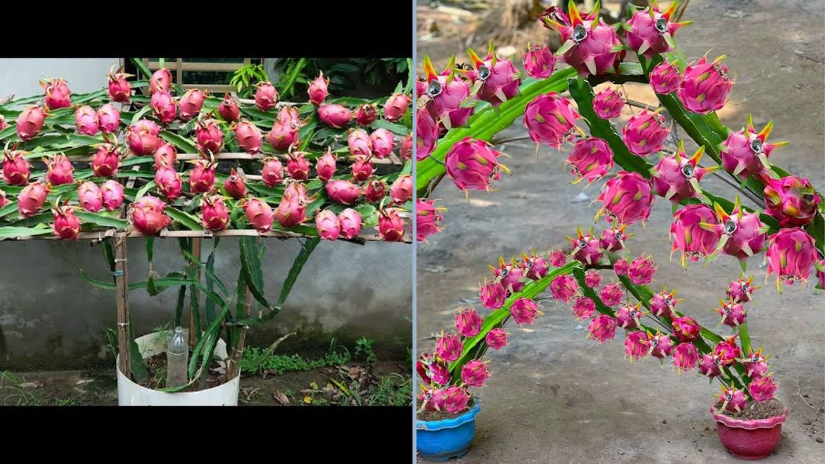 How to Grow Dragon Fruit at Home: A Complete Guide to Year-Round Harvests for Your Family