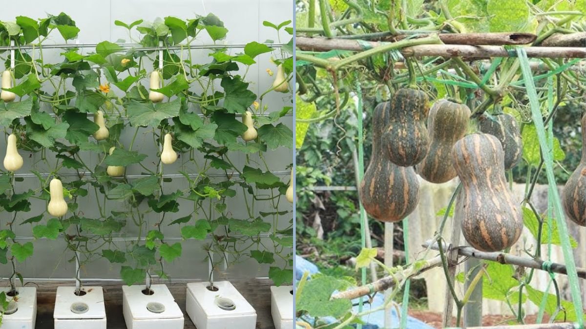 Pumpkin Growing Hack: How to Enjoy Continuous Harvests Without Watering or a Garden