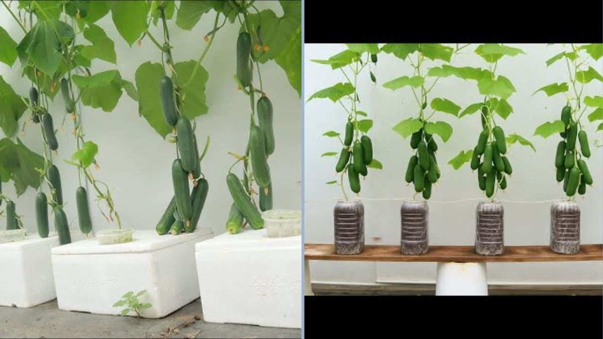 No Garden? No Problem! How to Grow Cucumbers in Water Bottles and Enjoy Fresh Produce Anywhere