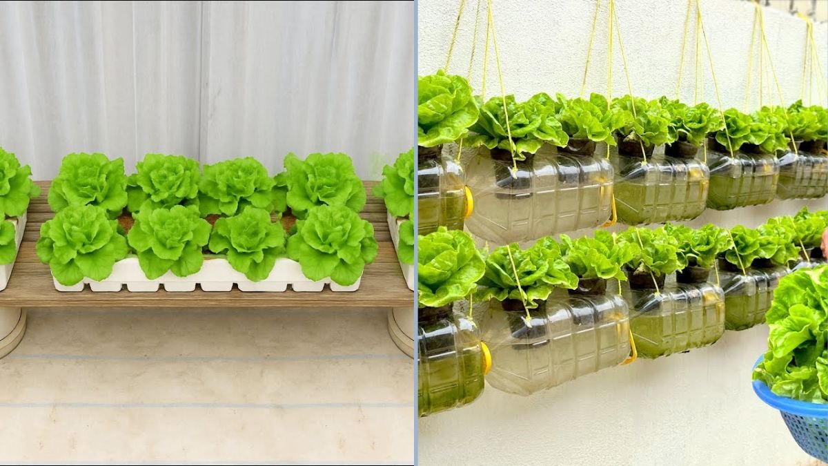 How to Grow Big, Crispy, Sweet Lettuce Without Soil: The Ultimate Guide for Home Gardening