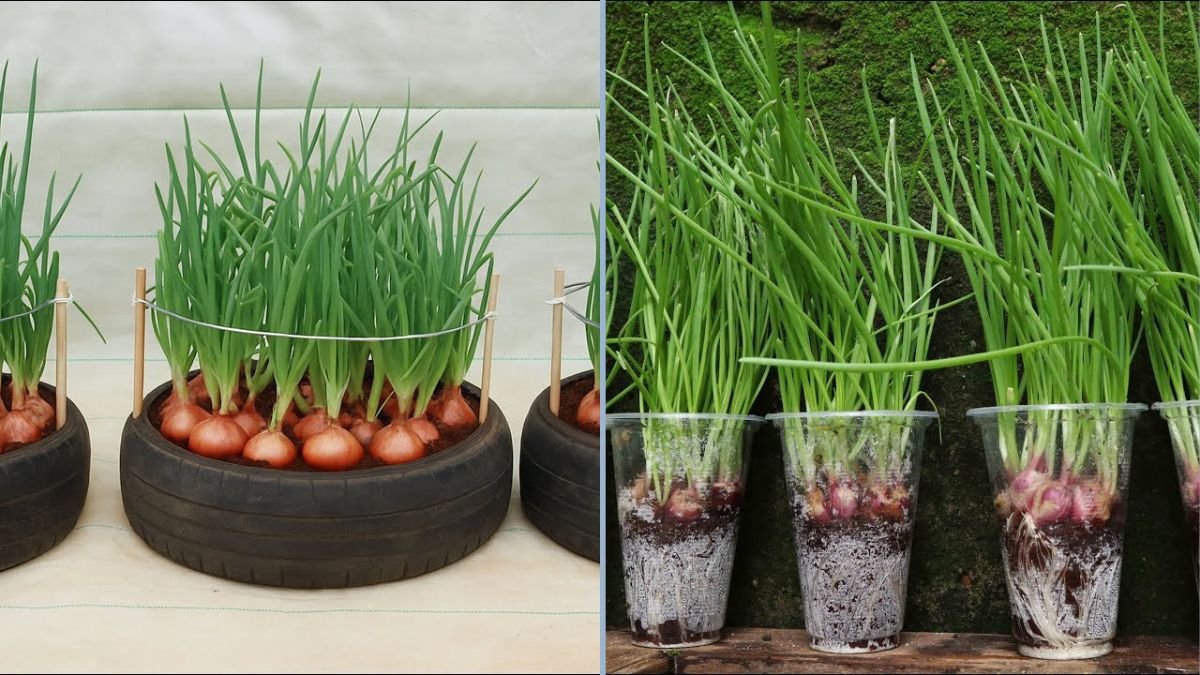Don’t Throw Away Old Tires: How to Grow Onions Efficiently and Creatively at Home
