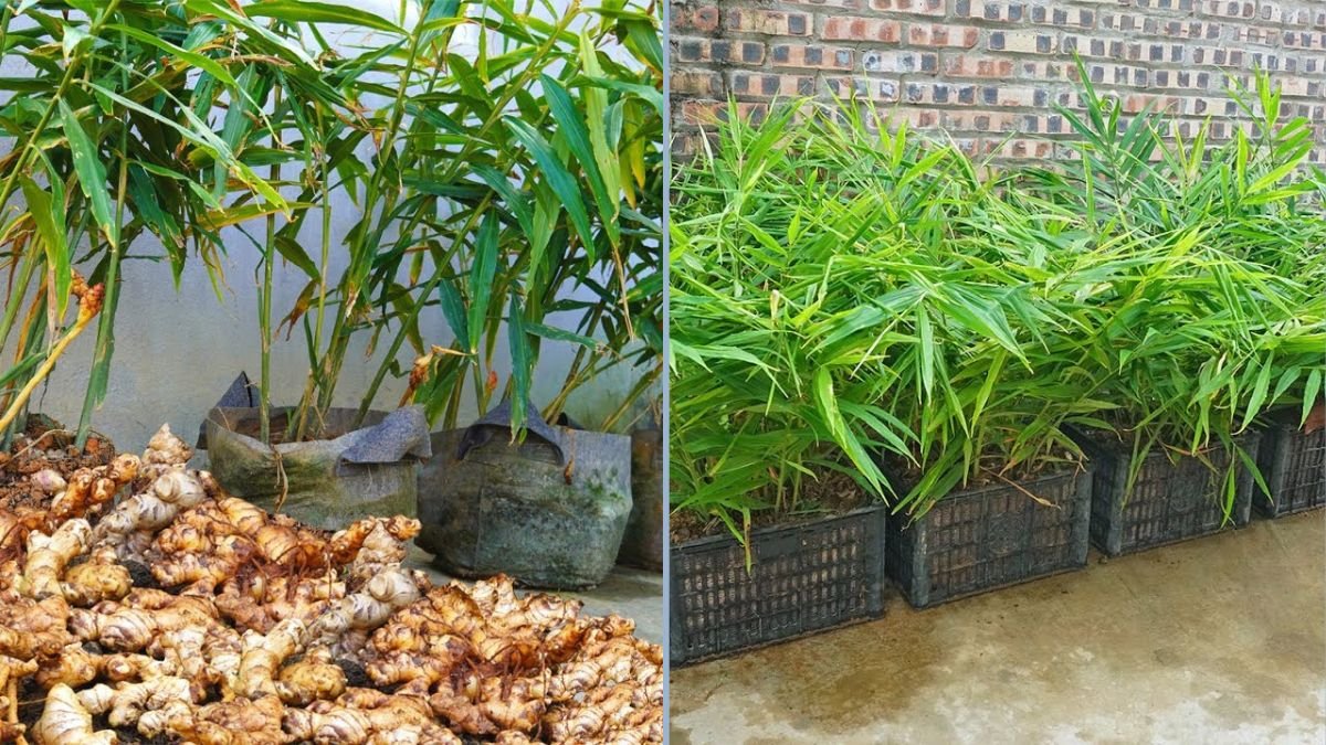 How to Grow Ginger Anywhere: A Complete Guide for Every Home Gardener