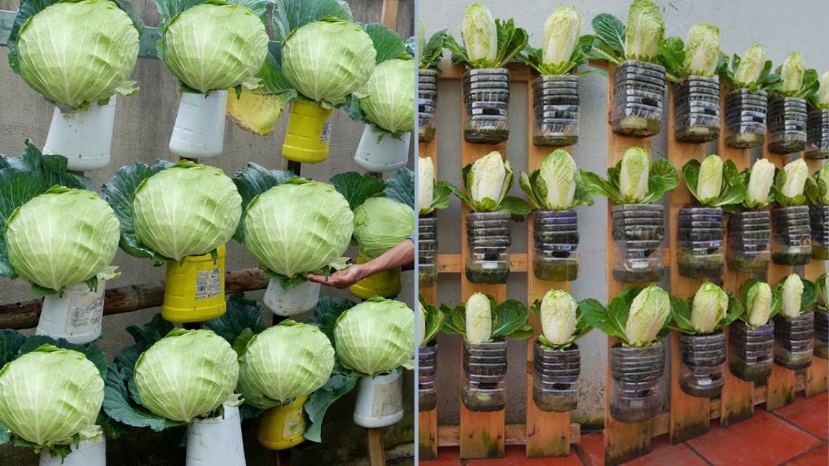 How to Create a Dream Cabbage Garden: Follow This Method for Big, Healthy Heads