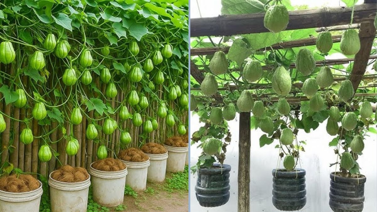 You’ll Never Throw Away Dried Coconuts Again: An Amazing Way to Grow Chayote