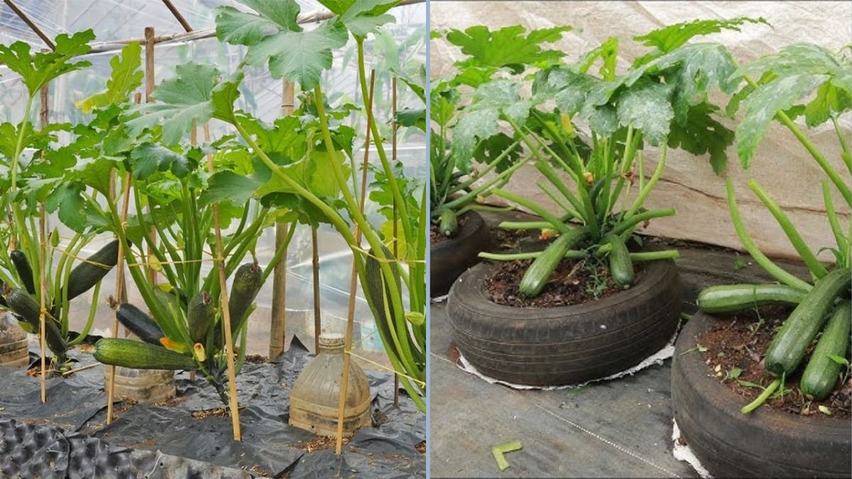 How to Grow Zucchini in a Greenhouse: Enjoy Fresh Zucchini Even in Winter