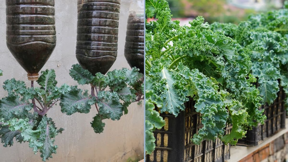 Effortless Kale Gardening: How to Grow Kale in Plastic Bottles Without Constant Care