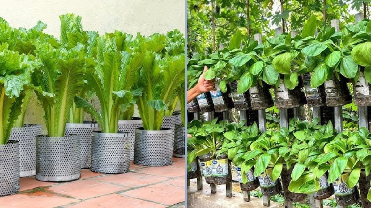 Stop Buying Vegetables: The Ultimate Guide to Growing Your Own Vegetables at Home