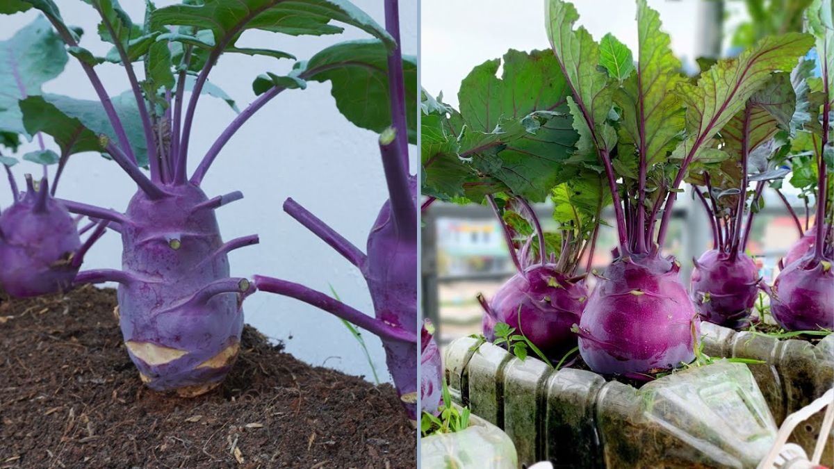 How to Grow Purple Kohlrabi at Home: Tips for Big, Beautiful Tubers