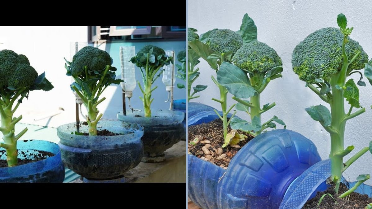 Do You Like Broccoli? How to Easily Grow Broccoli at Home for Fresh, Healthy Harvests