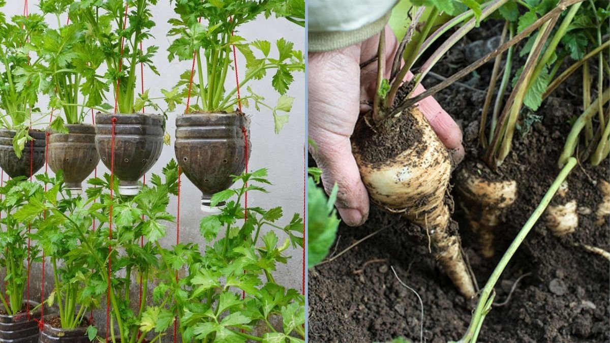 Vivi’s Kitchen Garden 10: How to Sow Parsnips Directly for a Bountiful Harvest
