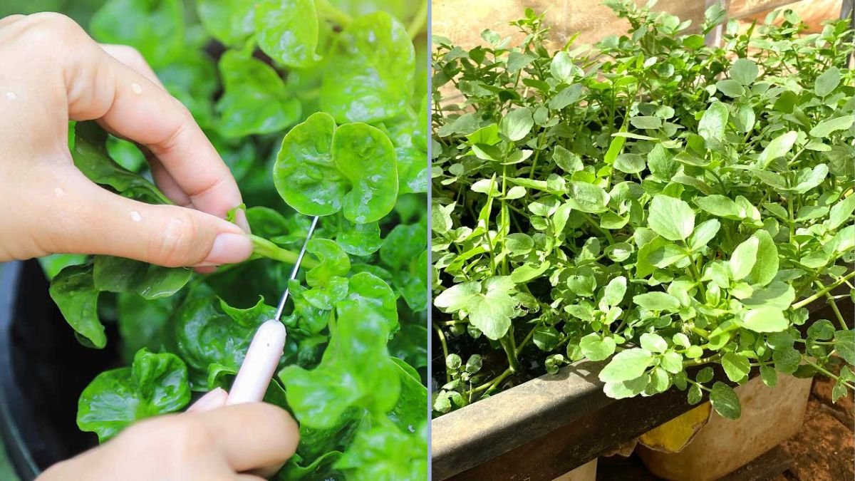 How to Grow Watercress in Water: Easy Steps for Fresh, Fast-Growing Vegetables