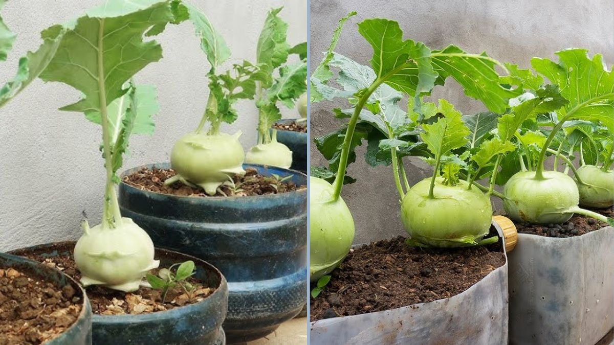 The Secret to Growing Kohlrabi in a Plastic Bottle: A Simple Guide for Home Gardening