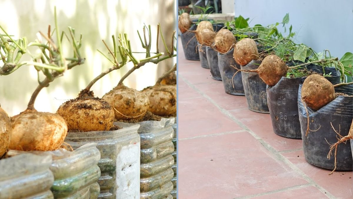 How to Grow Jicama at Home: Tips for Big, Sweet Tubers Even Beginners Can Master