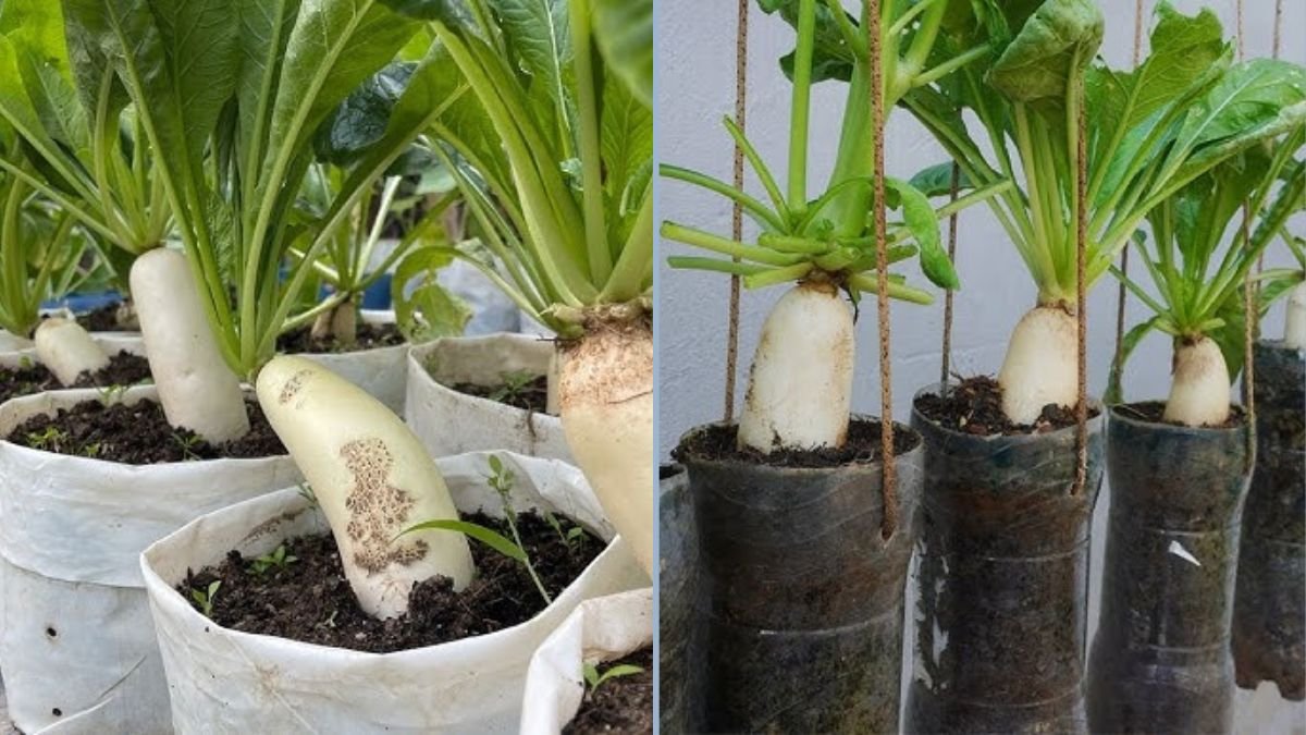 How to Grow Radishes in Plastic Bottles: Simple Tips for Gardening Without a Yard