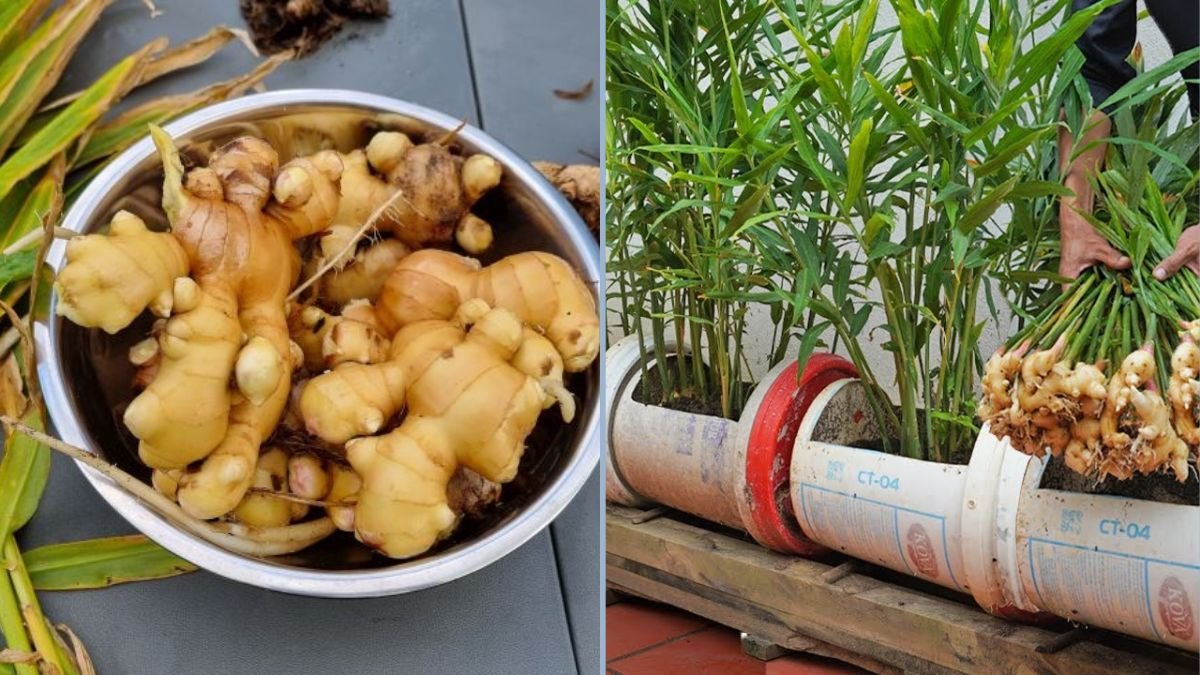 Growing Ginger at Home: How to Ensure Your Family Never Runs Out of This Superfood